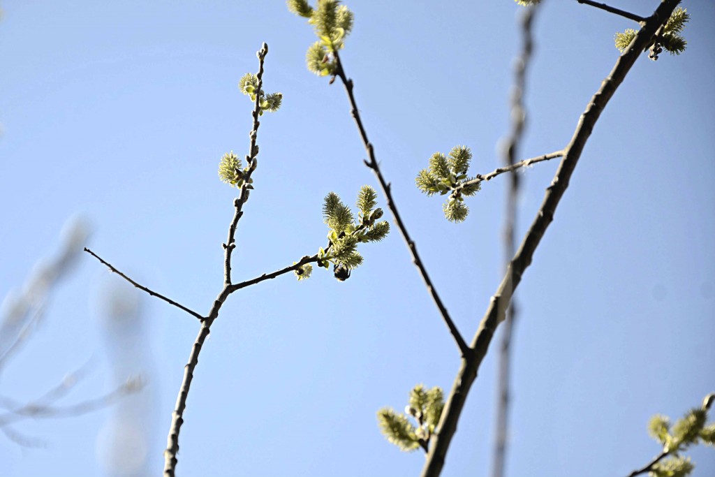 Plantera en sälg