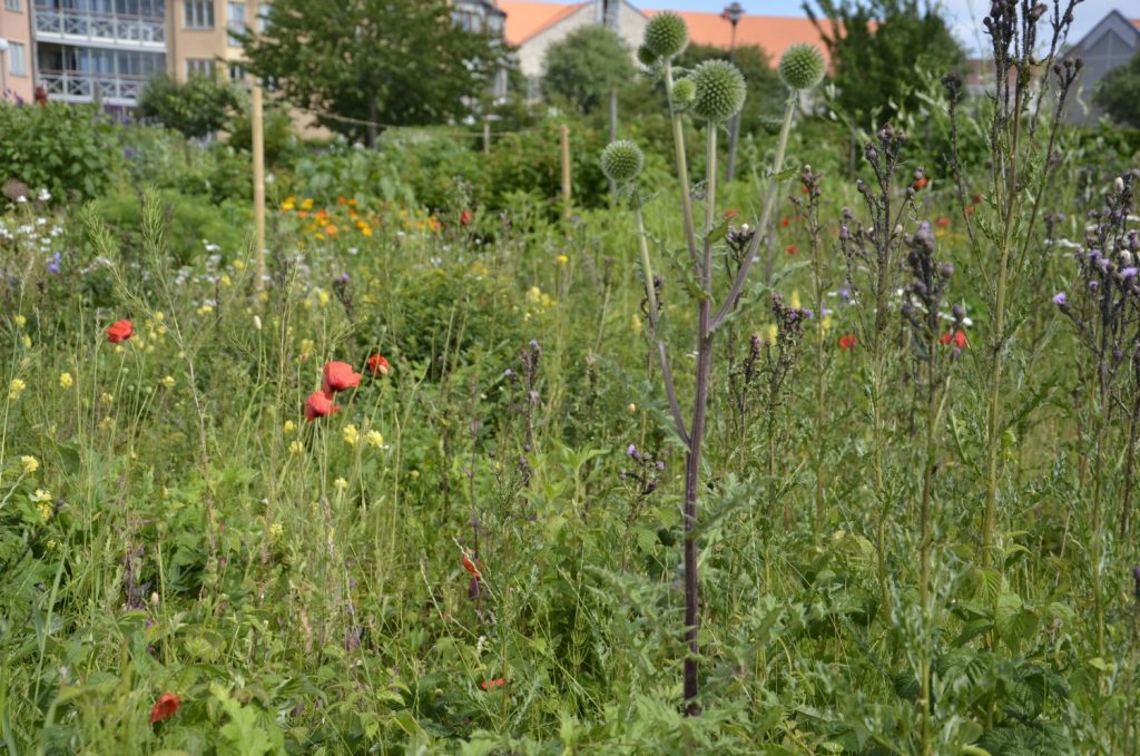 biologisk mangfald i sverige