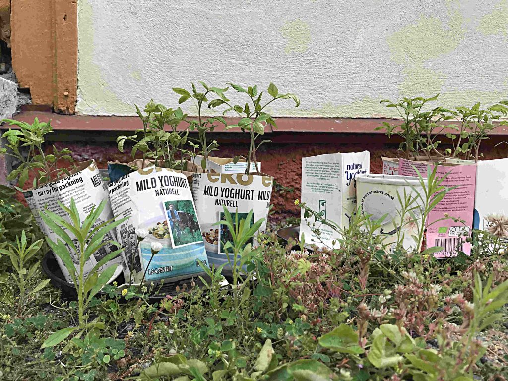 Låt förpackningar cirkulera mera. Plantera ex. tomatplantor i mjölkkartonger. 