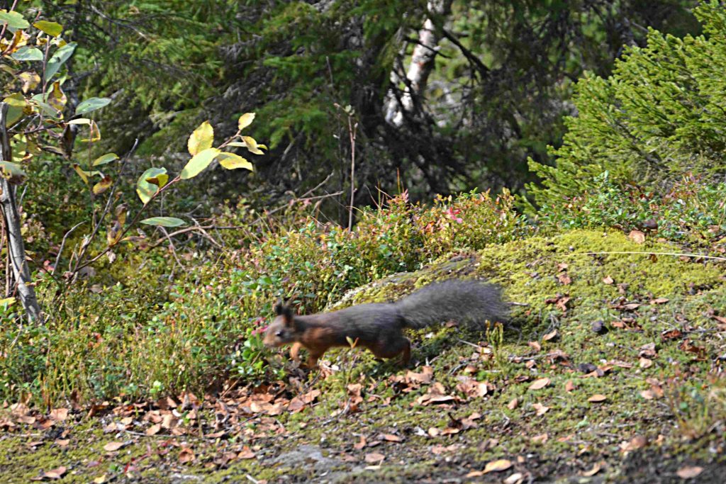 Lämna ekorrhjulet - lev enklare