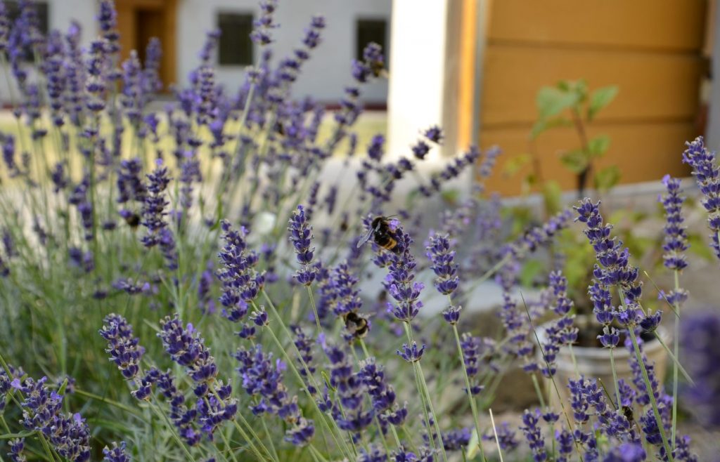 Gynna pollinatörerna i din trädgård. Blild på bin bland lavendel. 