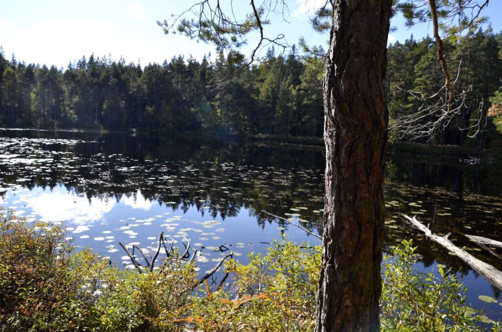 Nationalparker och naturreservat. Bild från näckrossjö i Norra Kvill. 