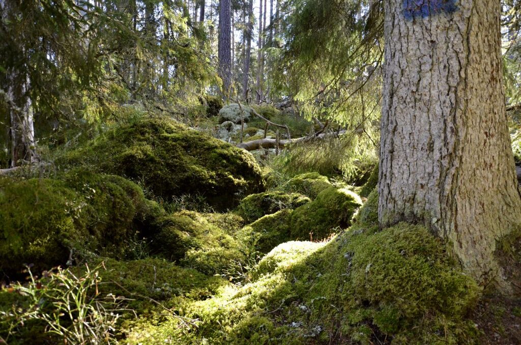 Att köpa skog. Bild på gammal skog.