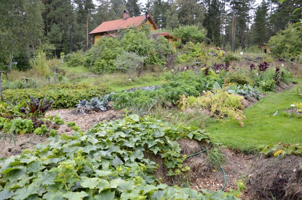 Åfallet skogsträdgård. Bild från permakulturodlingen. 