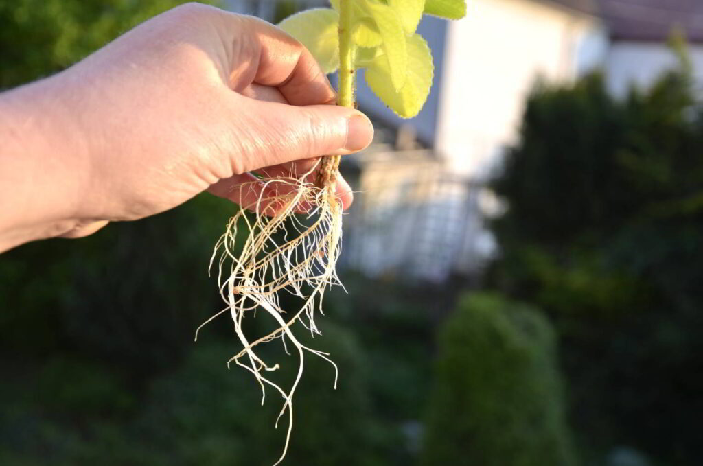 Mångfald av hållbara sätt att leva. Bild på en plantas rotsystem.