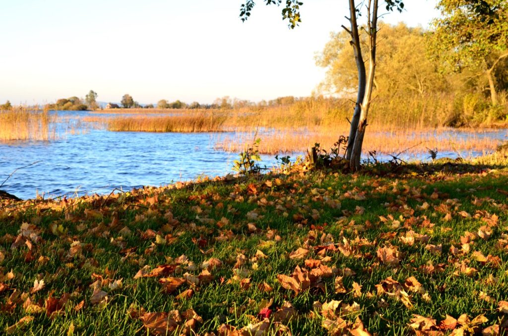 Omfamna hösten. Bild på höstlöv på marken framför sjö med höstfärgad vass. 