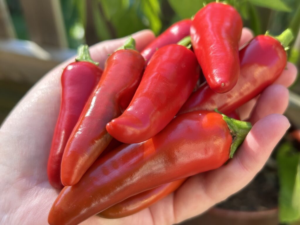 Behovet av mognad. Bild på mogen chili.